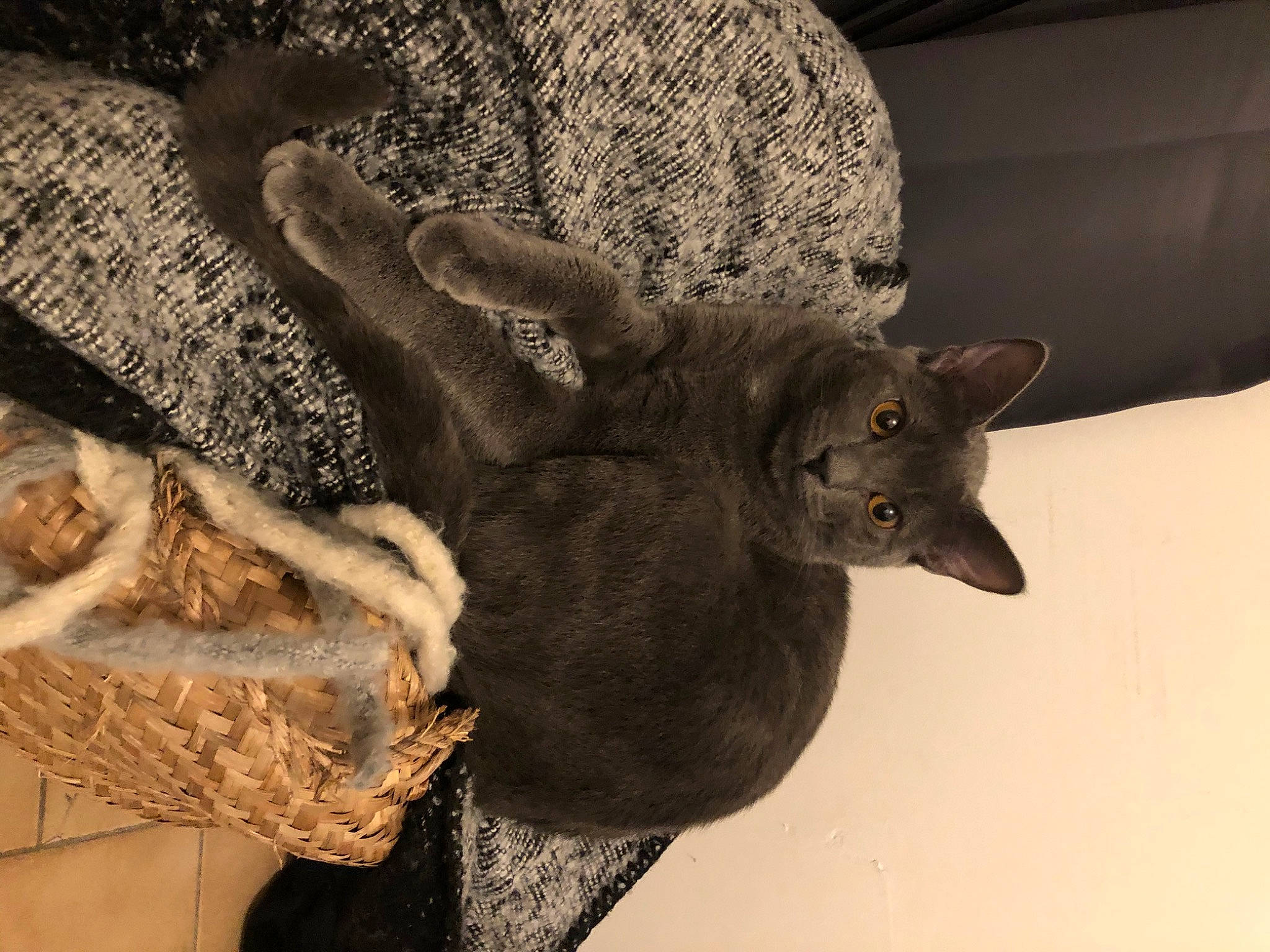 June a rejoint le concours — aidez-le/la à gagner de superbes lots ! black_cat, carnivore, cat, claw, comfort, domestic_short_haired_cat, ear, fawn, felidae, fur, grey, plant, small_to_medium_sized_cats, snout, tail, terrestrial_animal, whiskers, window, wood