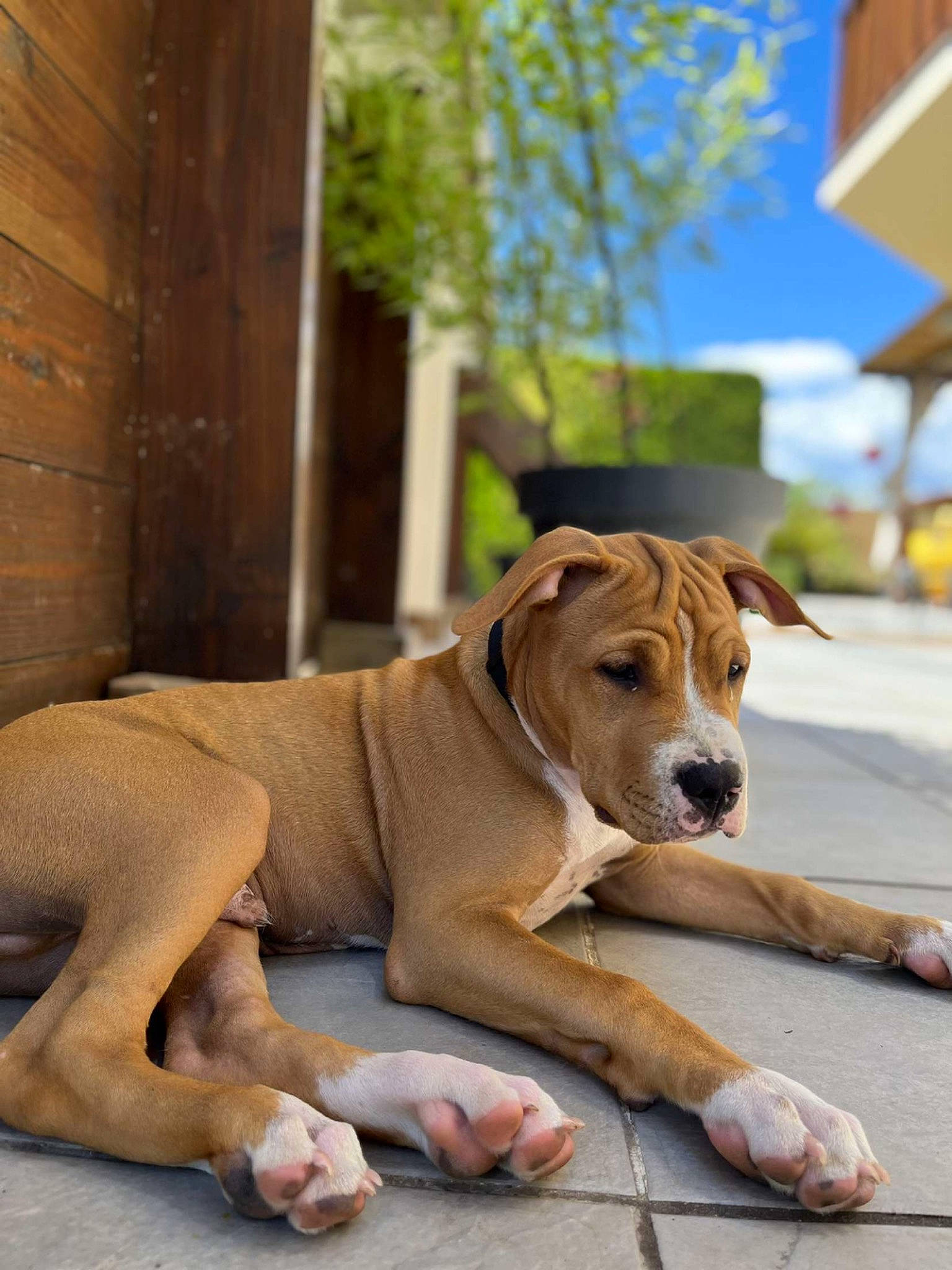 Jugo a rejoint le concours — aidez-le/la à gagner de superbes lots ! art, canidae, carnivore, collar, companion_dog, dog, dog_breed, dog_collar, dog_supply, fawn, paw, sky, snout, sporting_group, street_dog, tail, terrestrial_animal, tree, wood, working_animal