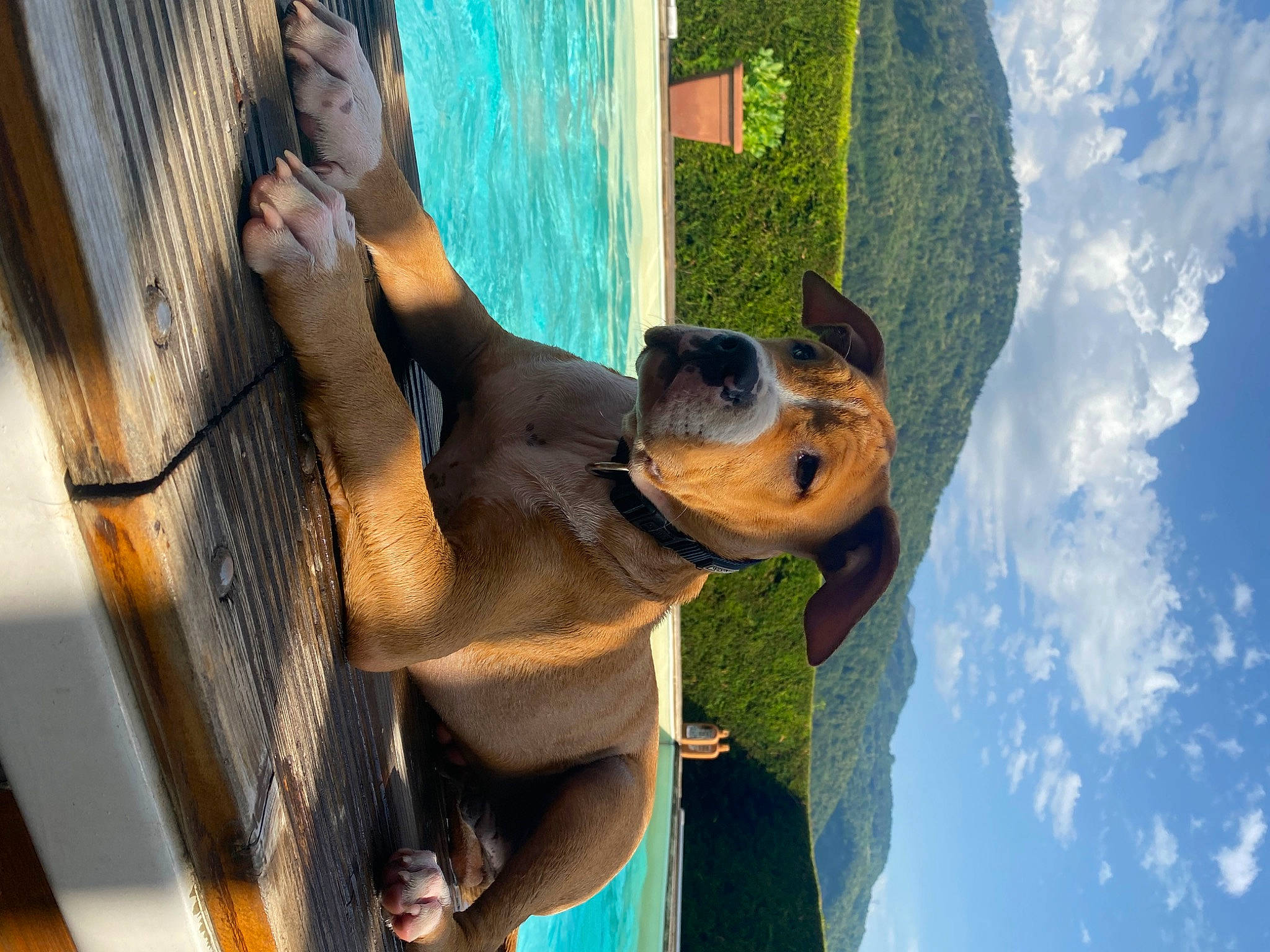 Jugo a rejoint le concours — aidez-le/la à gagner de superbes lots ! blue, canidae, carnivore, cloud, companion_dog, dog, dog_breed, fawn, happy, leisure, plant, sculpture, sky, smile, snout, sporting_group, tree, water, wood, working_animal