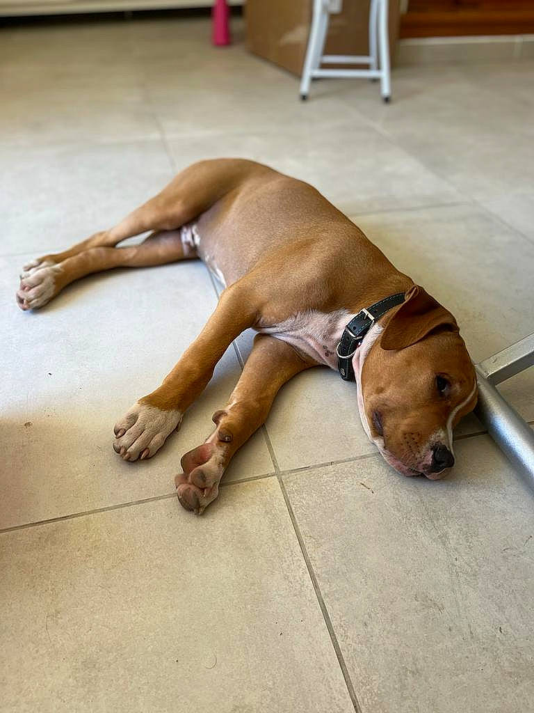 Jugo participe au concours pour gagner de l'argent avec cette photo : canidae, carnivore, comfort, companion_dog, dog, dog_breed, dog_supply, fawn, floor, flooring, foot, hardwood, human_leg, liver, pet_supply, snout, sporting_group, tail, wood, working_animal