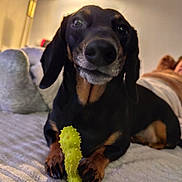 Nora participe au concours pour gagner de l'argent avec cette photo : dog, dachshund, toy, bed, indoor, lamp, cozy, pet, animal, black_and_tan, paws, relaxed, furniture, home, carpet, cute, companion, domestic, portrait, playful