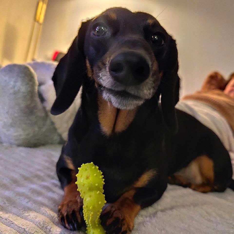 Nora participe au concours pour gagner de l'argent avec cette photo : dog, dachshund, toy, bed, indoor, lamp, cozy, pet, animal, black_and_tan, paws, relaxed, furniture, home, carpet, cute, companion, domestic, portrait, playful