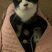 Cookie joined the competition — help win amazing prizes! cat, black_and_white, pet, bag, quilted, pink, curious, indoor, carpet, zipper, looking_up, feline, domestic_animal, whiskers, ears, eyes, container, household, kitten, floor