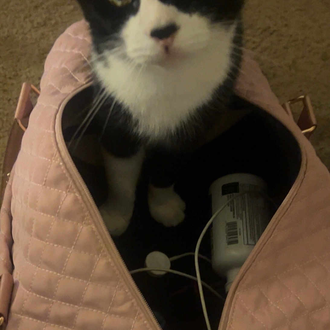 Cookie joined the competition — help win amazing prizes! cat, black_and_white, pet, bag, quilted, pink, curious, indoor, carpet, zipper, looking_up, feline, domestic_animal, whiskers, ears, eyes, container, household, kitten, floor