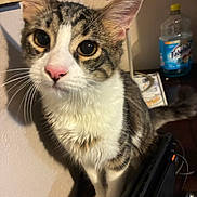 Ziggy is registered to the contest to win money with this photo: cat, tabby, white_fur, pink_nose, whiskers, indoor, close_up, curious, pet, animal, feline, ears, face, eyes, fur, household, bottle, table, shadow, wall