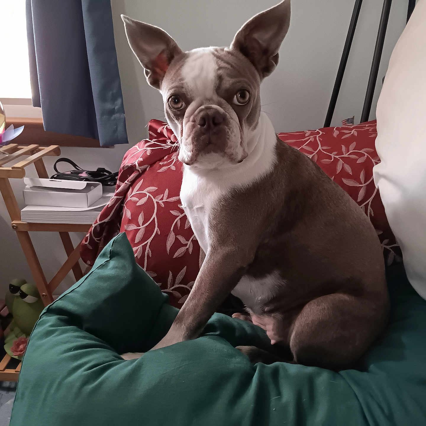 Pearlie Sue joined the competition — help win amazing prizes! animal, architecture, astronomy, building, bulldog, canine, couch, cushion, dog, frenchbulldog, furniture, homedecor, indoors, livingroom, outerspace, pet, pitbull, puppy, room, sphere
