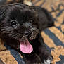 Ari is registered to the contest to win money with this photo: puppy, dog, black_fur, tongue_out, close_up, pet, cute, animal, lying_down, blanket, soft_focus, nose, eyes, indoor, fur, mammal, adorable, young_dog, tongue, resting