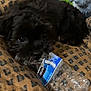 dog, black_dog, plastic_bottle, chewing, blanket, leopard_print, stuffed_animal, gray_toy, cozy, pet, animal, playful, indoor, close_up, fur, snout, cute, resting, bed, soft_toy