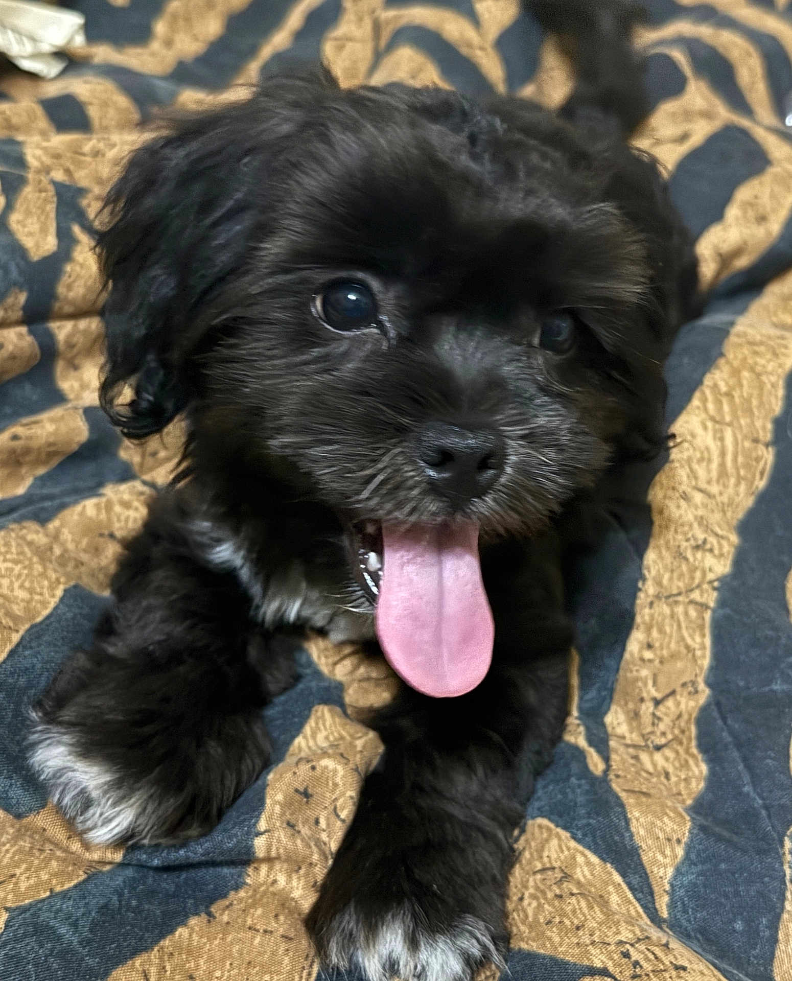 Ari