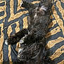 Ari joined the competition — help win amazing prizes! dog, black_dog, lying_down, pet, fluffy, fur, blanket, zebra_stripes, relaxed, cute, animal, indoor, resting, paw, snout, teeth, playful, cozy, home, comfort