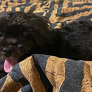 Ari is registered to the contest to win money with this photo: puppy, dog, black_fur, tongue_out, blanket, patterned_blanket, playful, cute, pet, animal, lying_down, indoor, cozy, fur, small_dog, adorable, resting, close_up, home, companion