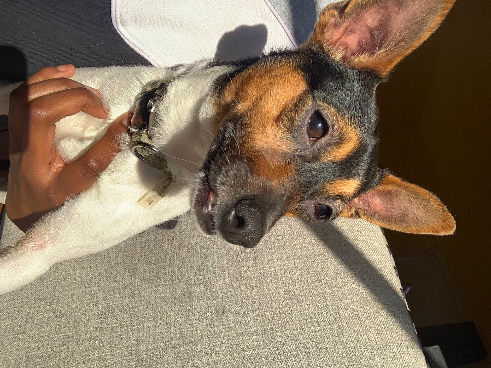 Blake is registered to the contest to win money with this photo: canidae, carnivore, collar, companion_dog, dog, dog_breed, fawn, fur, guard_dog, nail, paw, skin, snout, vertebrate, whiskers, working_animal, working_dog