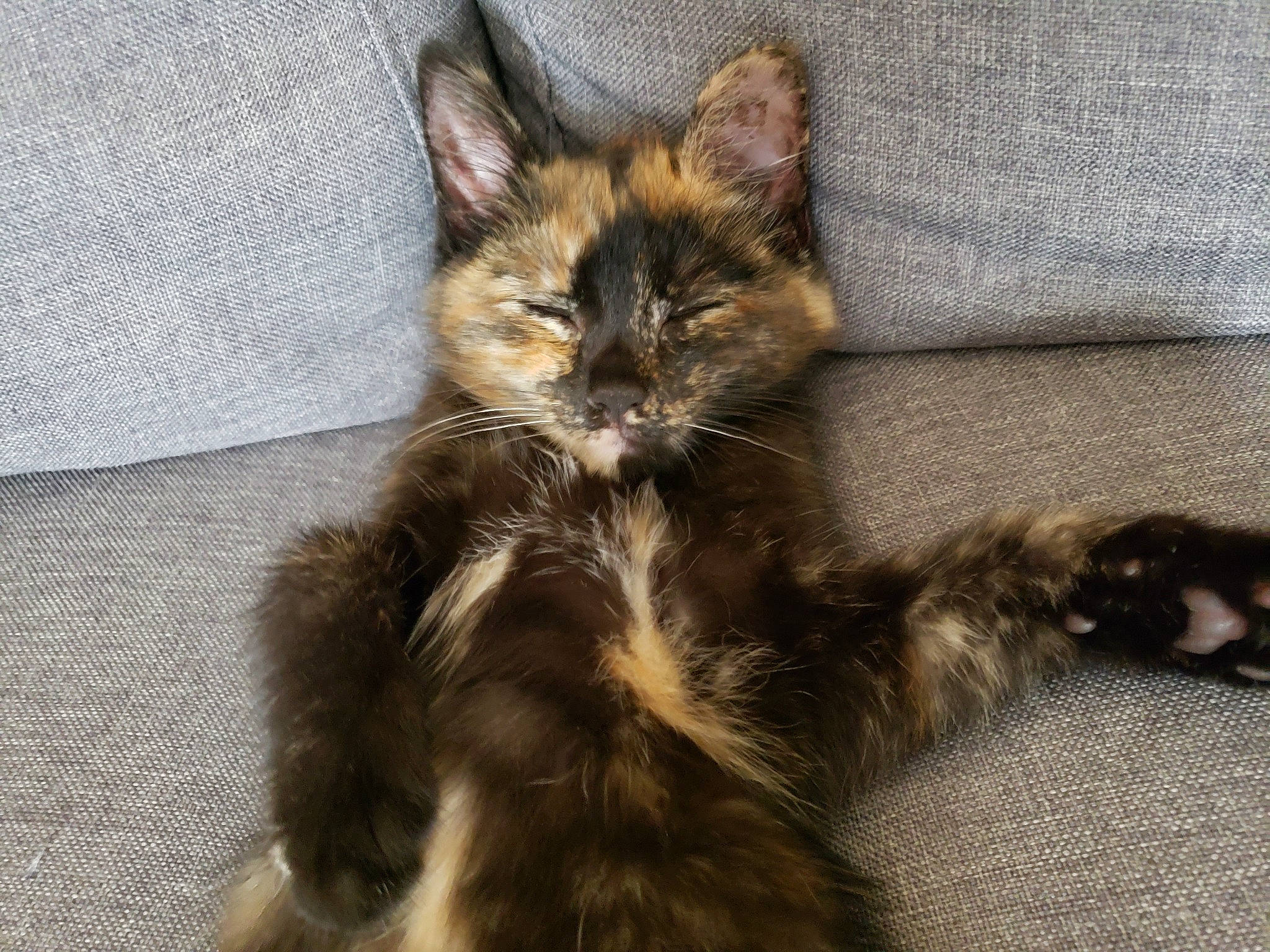 Cece is registered to the contest to win money with this photo: carnivore, cat, claw, comfort, domestic_short_haired_cat, fawn, felidae, fur, grey, paw, small_to_medium_sized_cats, snout, tail, terrestrial_animal, whiskers