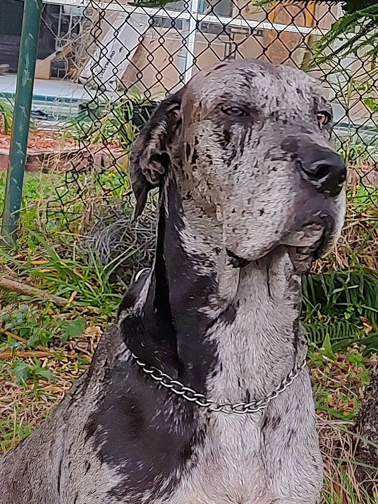 Ariah joined the competition — help win amazing prizes! big_cats, canidae, carnivore, companion_dog, dog, dog_breed, fawn, fence, grass, gun_dog, liver, mesh, pet_supply, sculpture, snout, sporting_group, terrestrial_animal, whiskers, wire_fencing, working_animal