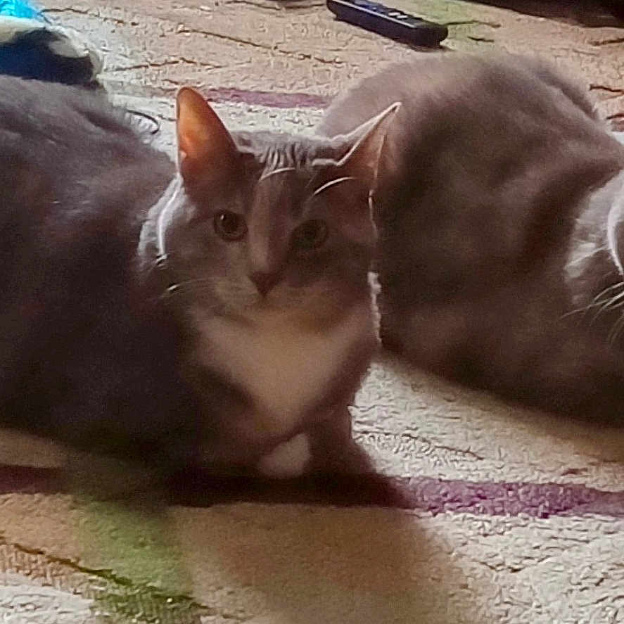 Gabri Callie is registered to the contest to win money with this photo: blanket, carpet, cat, cat_face, ears, feline, fur, indoor, living_room, loaf, pair, pet, portrait, remote_control, rug, shadow, sitting, soft_lighting, two_cats, whiskers