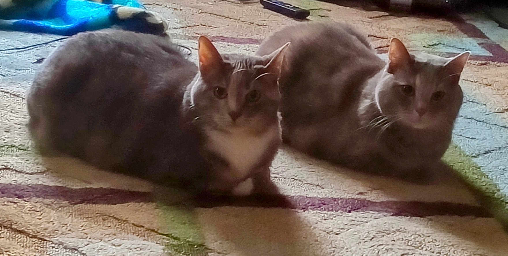 Gabri Callie is registered to the contest to win money with this photo: cat, cat_face, two_cats, loaf, feline, whiskers, ears, fur, carpet, rug, indoor, pet, living_room, blanket, remote_control, shadow, soft_lighting, sitting, pair, portrait