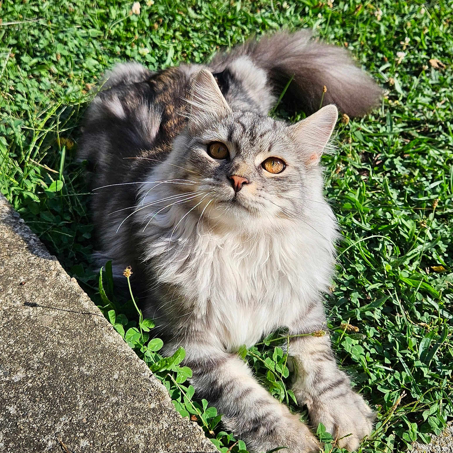 Haïko a rejoint le concours — aidez-le/la à gagner de superbes lots ! angora, animal, backyard, cat, field, flower, grass, grassland, green, herbal, herbs, kitten, lawn, manx, nature, outdoors, pet, plant, rock, yard