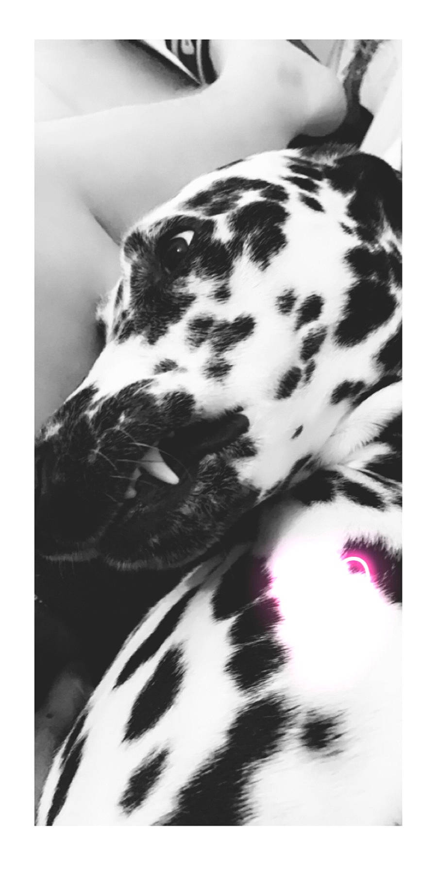 Ozzi a rejoint le concours — aidez-le/la à gagner de superbes lots ! black, canidae, carnivore, collar, companion_dog, dalmatian, dog, dog_breed, fur, monochrome, monochrome_photography, pattern, photograph, snout, sporting_group, terrestrial_animal, whiskers, white, wildlife, working_animal