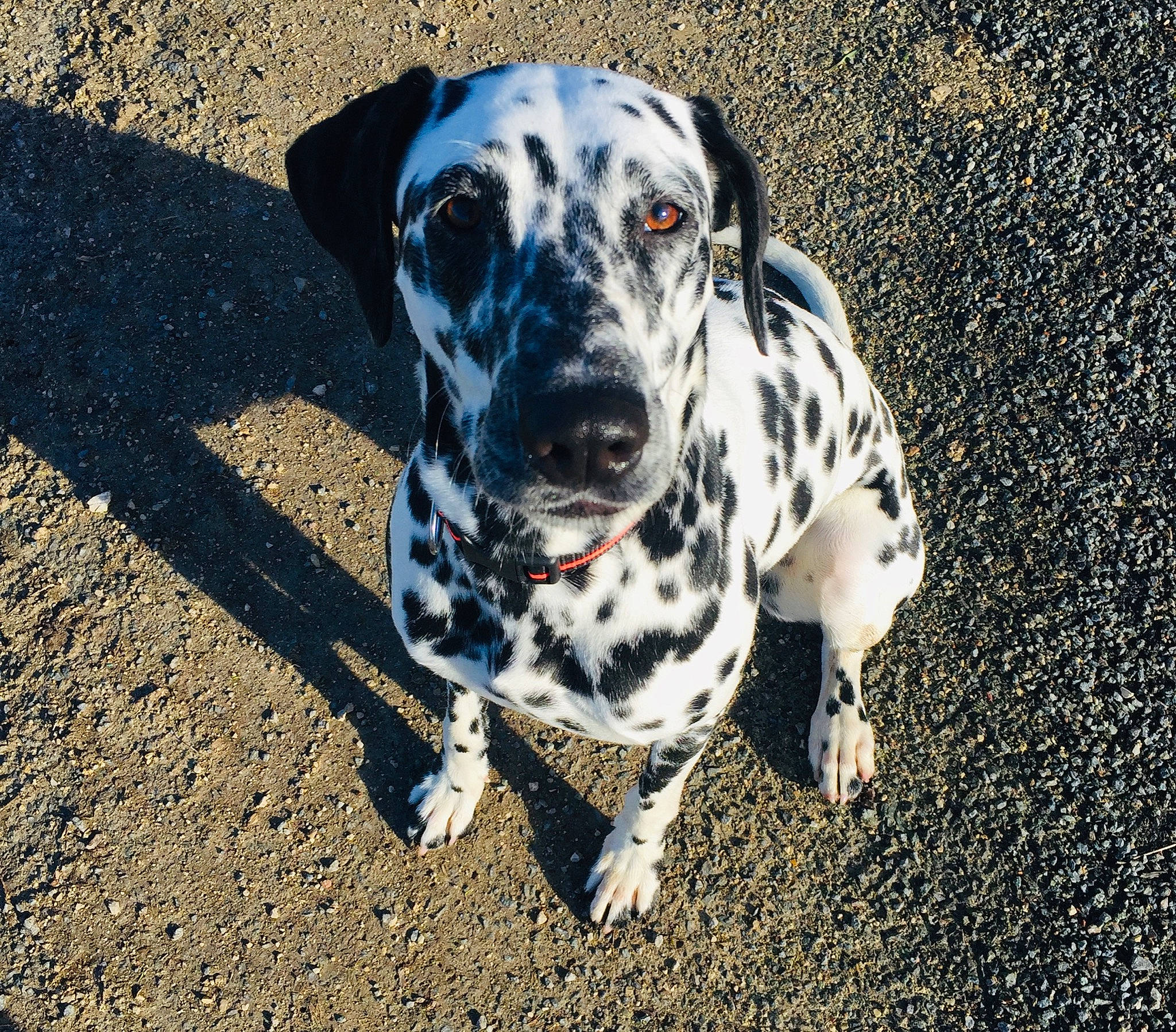 Ozzi participe au concours pour gagner de l'argent avec cette photo : canidae, carnivore, companion_dog, dalmatian, dog, dog_breed, fawn, non_sporting_group, road_surface, snout, soil, sporting_group, working_animal, working_dog