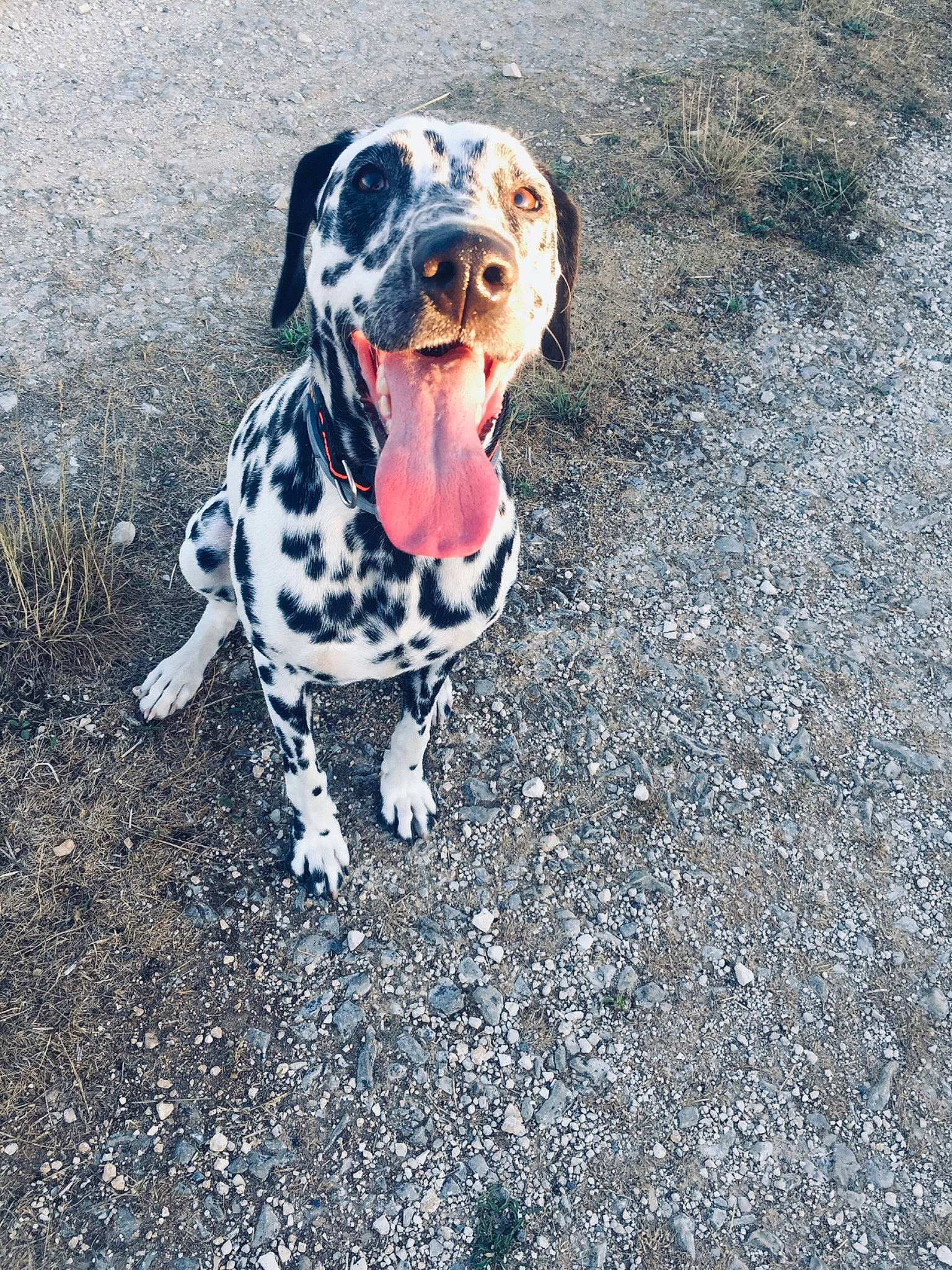 Ozzi a rejoint le concours — aidez-le/la à gagner de superbes lots ! asphalt, canidae, carnivore, companion_dog, dalmatian, dog, dog_breed, dog_collar, dog_supply, fawn, hunting_dog, non_sporting_group, paw, road_surface, shadow, snout, soil, sporting_group, tail, working_dog