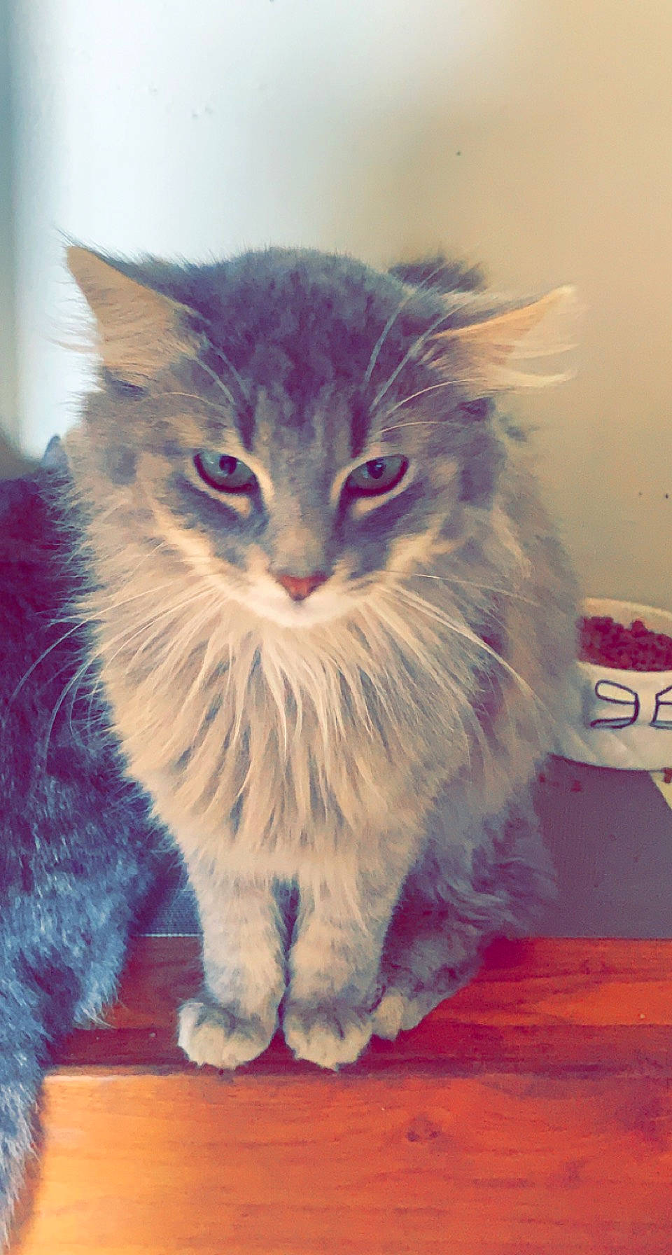 Duchesse a rejoint le concours — aidez-le/la à gagner de superbes lots ! british_longhair, carnivore, cat, claw, domestic_short_haired_cat, electric_blue, felidae, foot, fur, knitting, maine_coon, painting, paw, photo_caption, small_to_medium_sized_cats, snout, tail, whiskers