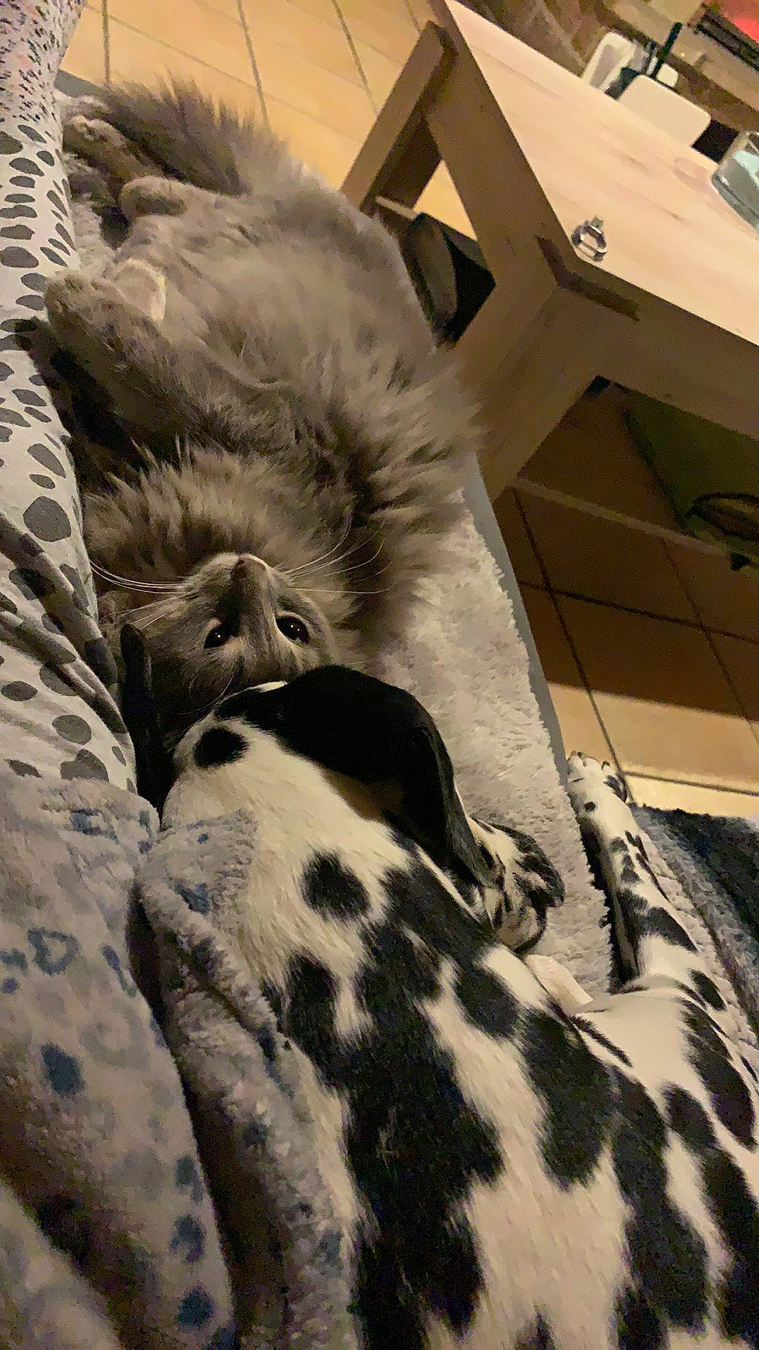 Duchesse participe au concours pour gagner de l'argent avec cette photo : art, bedding, comfort, felidae, fur, grey, landscape, linens, military_camouflage, monochrome, monochrome_photography, pattern, shadow, small_to_medium_sized_cats, snout, sporting_group, terrestrial_animal, tints_and_shades, whiskers, wood