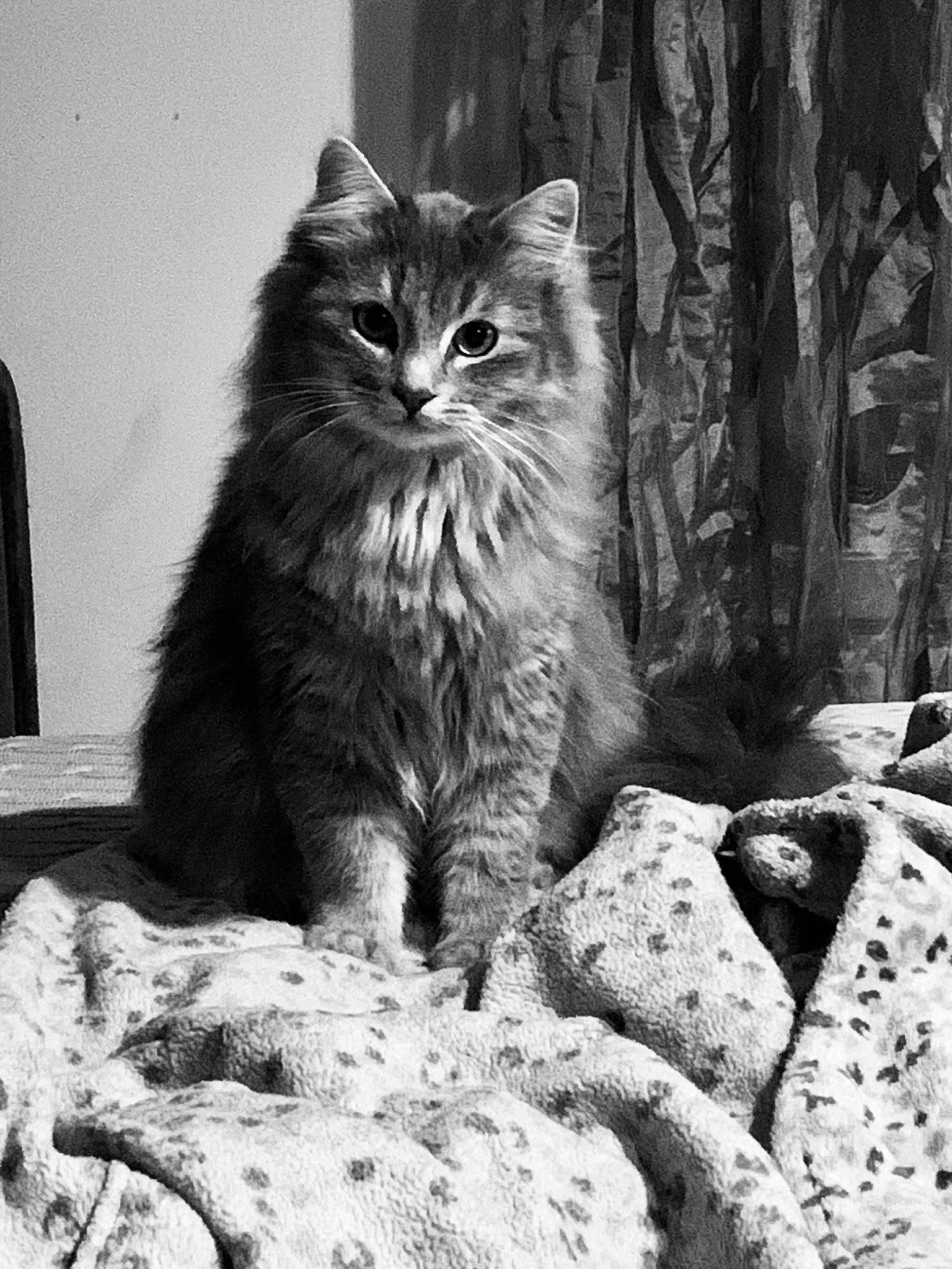 Duchesse a rejoint le concours — aidez-le/la à gagner de superbes lots ! black_and_white, carnivore, cat, claw, domestic_short_haired_cat, felidae, fur, grass, grey, monochrome, monochrome_photography, plant, sitting, small_to_medium_sized_cats, snout, stock_photography, style, terrestrial_animal, whiskers, wood