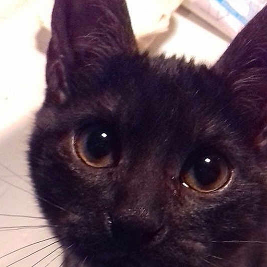 Oscar