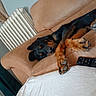 dog, sleeping, couch, brown, black, paws, remote_control, indoor, relaxing, pet, fur, cozy, resting, home, furniture, radiator, blanket, living_room, canine, nap