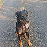 dog, black_dog, tan_markings, sitting, collar, tongue_out, outdoor, gravel_path, sunlight, shadow, happy, pet, canine, nature, animal, walking_path, daytime, fur, ears, nose