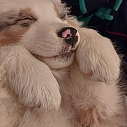 Astone a rejoint le concours — aidez-le/la à gagner de superbes lots ! adorable, animal, calm, closeup, cozy, cute, dog, domestic_animal, fluffy, fur, indoors, mammal, nose, paws, pet, puppy, relaxing, rest, sleeping, young