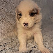 Astone a rejoint le concours — aidez-le/la à gagner de superbes lots ! adorable, animal, blanket, brown, cute, dog, eyes, face, fluffy, fur, indoors, lying_down, mammal, nose, pet, puppy, soft, texture, white, young