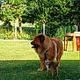 dog, grass, outdoor, large_dog, small_dog, greenery, tree, sunlight, pet, animal, leash, fence, person, hand, lawn, nature, summer, canine, companion, shade