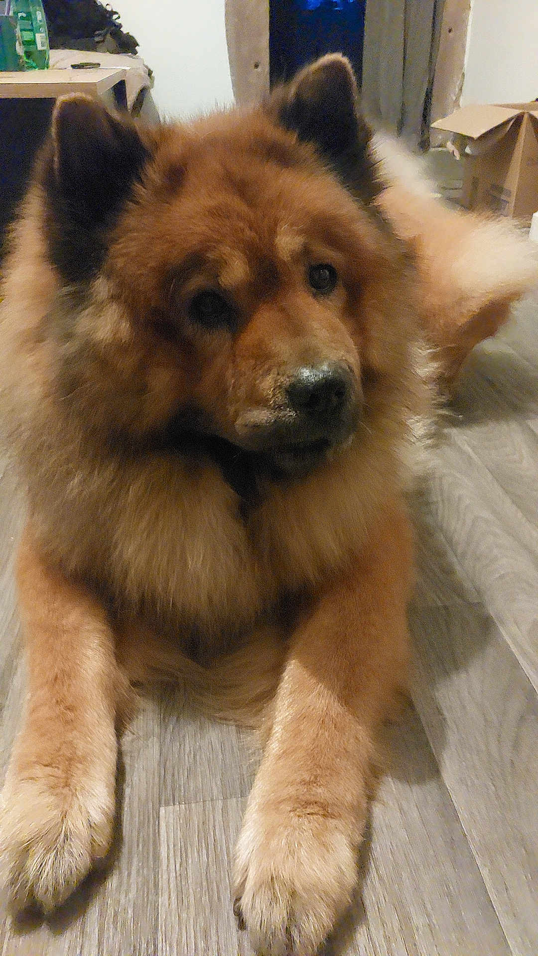 Loupy participe au concours pour gagner de l'argent avec cette photo : animal, brown_fur, canine, closeup, companion, cute, dog, domestic, ears, face, fluffy, furry, household, indoor, laying_down, looking, paws, pet, portrait, wooden_floor