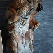 Loupy participe au concours pour gagner de l'argent avec cette photo : animal, brown, canine, collar, cute, dog, domestic_animal, floor, fluffy, fur, indoor, lying_down, mammal, paws, pet, quiet, relaxed, resting, sleeping, tail