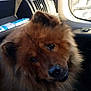 dog, fluffy, brown, vehicle, car_interior, window, seat, pet, animal, looking_up, canine, muzzle, ears, fur, companion, transportation, domestic_animal, portrait, indoors, cute