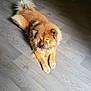 dog, indoor, wooden_floor, sunlight, fluffy, golden_brown, pet, relaxed, lying_down, calm, fur, mammal, companion_animal, home, flooring, domestic_animal, animal, quiet, resting, cozy
