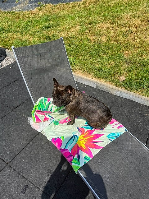 Toupie participe au concours pour gagner de l'argent avec cette photo : asphalt, canidae, carnivore, cat, collar, dog_breed, domestic_short_haired_cat, felidae, grass, grey, lawn, leash, plant, road_surface, sidewalk, small_to_medium_sized_cats, snout, sporting_group, tail, whiskers