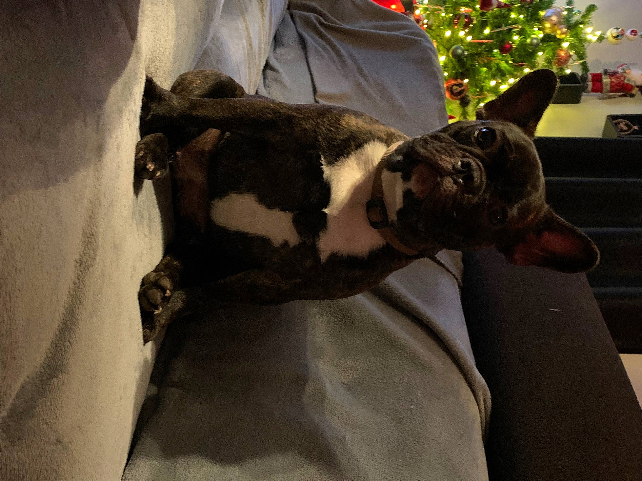 Toupie a rejoint le concours — aidez-le/la à gagner de superbes lots ! art, carnivore, christmas_tree, comfort, companion_dog, dog, dog_breed, event, fawn, felidae, fur, linens, plant, small_to_medium_sized_cats, snout, sporting_group, tail, tree, whiskers, working_animal