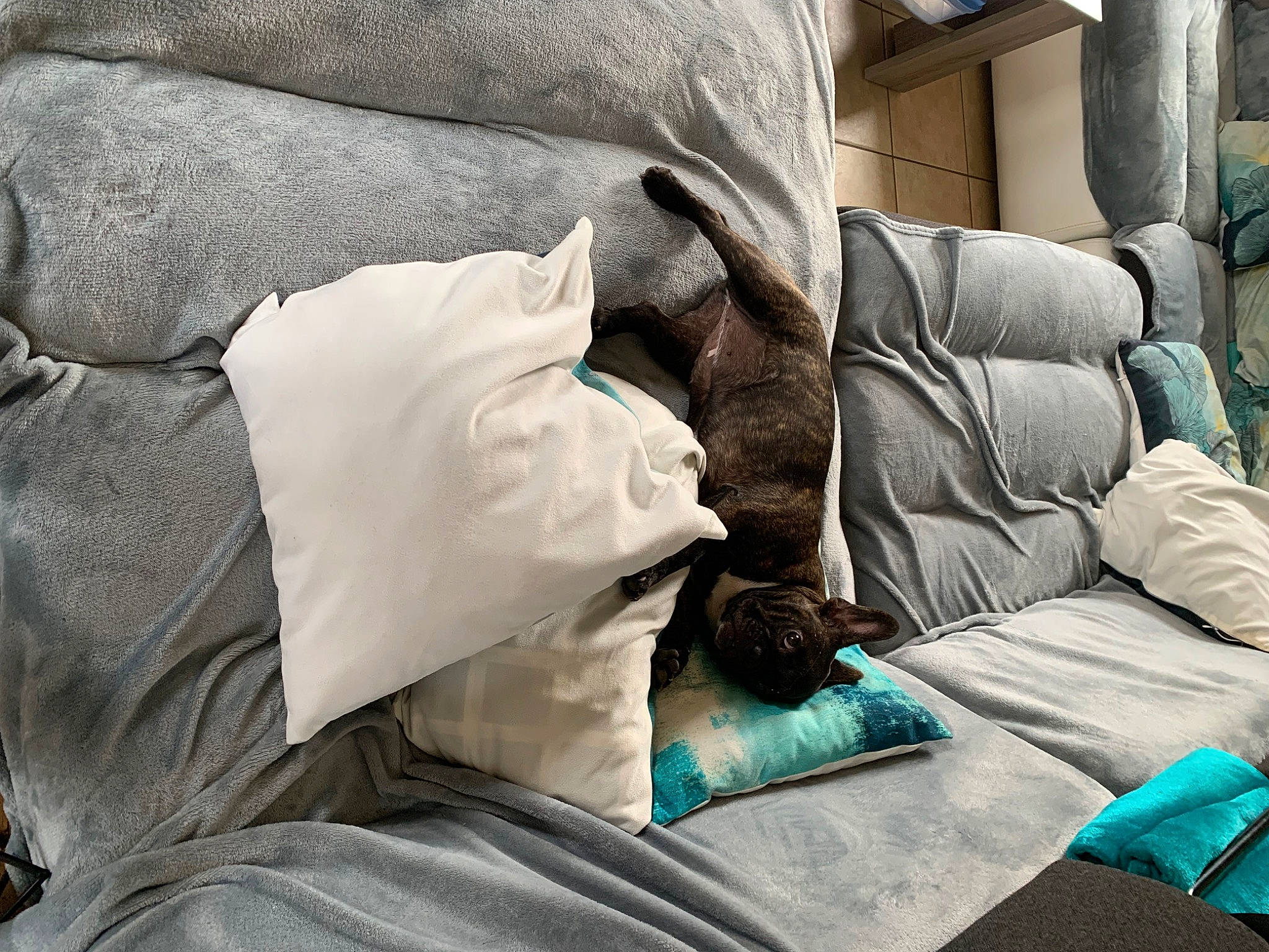 Toupie participe au concours pour gagner de l'argent avec cette photo : armrest, bed_sheet, bedding, bedroom, comfort, duvet, electric_blue, felidae, fur, grey, leather, linens, living_room, nap, pillow, room, sitting, textile, throw_pillow, wood