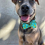 Banshee joined the competition — help win amazing prizes! dog, canine, pet, bow_tie, pineapple, tongue_out, happy, smiling, ears, fur, sitting, portrait, close_up, animal, outdoor, shadow, light, nose, eyes, collar