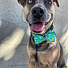 dog, canine, pet, bow_tie, pineapple, tongue_out, happy, smiling, ears, fur, sitting, portrait, close_up, animal, outdoor, shadow, light, nose, eyes, collar