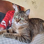 Souki a rejoint le concours — aidez-le/la à gagner de superbes lots ! animal, cat, close_up, cozy, cushion, fur, furniture, green_eyes, human_figure, indoor, pet, pillow, plaid_shirt, portrait, printed_image, red_shirt, relaxed, tabby_cat, wall_pattern, whiskers