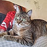 animal, cat, close_up, cozy, cushion, fur, furniture, green_eyes, human_figure, indoor, pet, pillow, plaid_shirt, portrait, printed_image, red_shirt, relaxed, tabby_cat, wall_pattern, whiskers