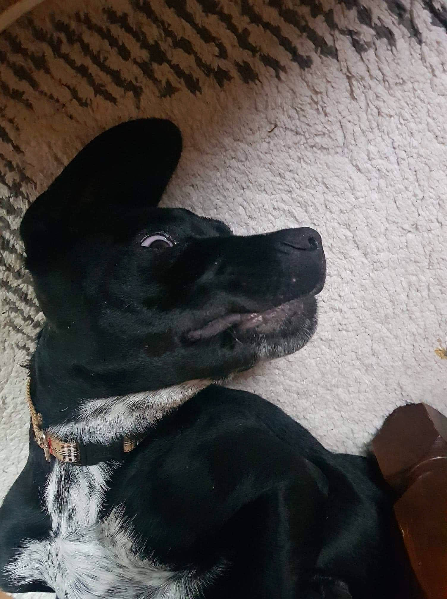 Tigrou a rejoint le concours — aidez-le/la à gagner de superbes lots ! borador, canidae, carmine, carnivore, collar, companion_dog, dog, dog_breed, dog_collar, ear, fur, grey, guard_dog, snout, sporting_group, tail, tints_and_shades, whiskers, wood, working_animal