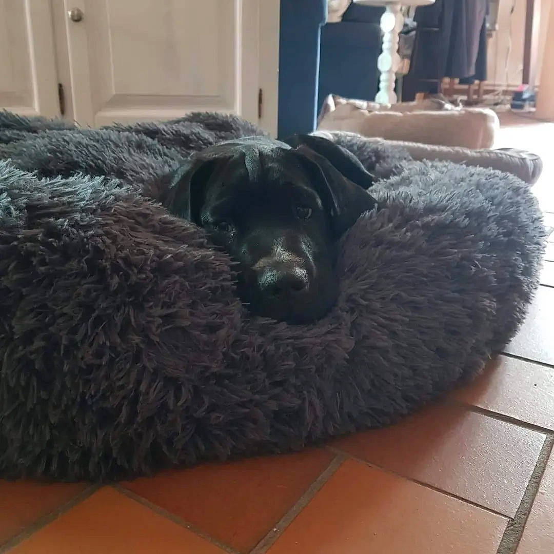 Tigrou a rejoint le concours — aidez-le/la à gagner de superbes lots ! borador, canidae, carnivore, comfort, companion_dog, couch, dog, dog_breed, flooring, fur, grey, hardwood, living_room, room, sporting_group, studio_couch, vertebrate, wood, wood_flooring, working_animal