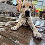 animal, bench, blurred_background, brown, collar, cute, dog, greenery, leash, nature, outdoor, paw, people, pet, portrait, puppy, relaxed, sunlight, white, wooden_deck