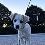 animal, canine, curious, cute, dog, ears, evening, gravel, leash, nature, outdoor, pet, portrait, puppy, sky, small_dog, trees, walking, white_dog, young_dog
