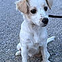 adorable, animal, canine, curious, cute, dog, ears, friendly, fur, gravel, leash, mammal, outdoor, pet, portrait, puppy, sitting, small_dog, white_dog, young_dog