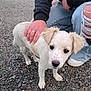puppy, dog, white_dog, outdoor, gravel, person, hand, ripped_jeans, black_sweatshirt, petting, cute, young_dog, ears, snout, fur, casual_clothing, crouching, nature, fence, daylight